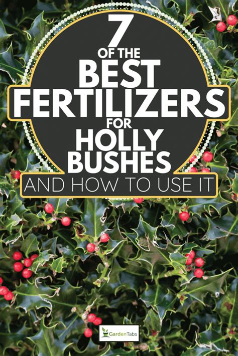 hollyfeed|best feed for holly trees.